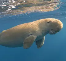 shark